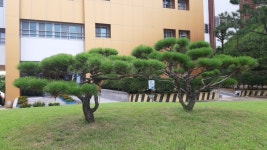 양평일송조경