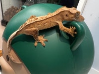 크레킹렙타일