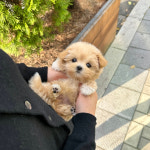 위례송파강아지분양르달링 | 유앤미펫 강아지분양 고양이분양 위례점
