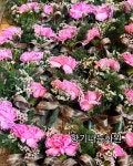 향기나는화원