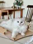 꼬노랑작업실 | 꼬노랑 작업실