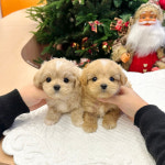 위례송파강아지분양르달링 | 유앤미펫 강아지분양 고양이분양 위례점