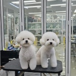 꿈나라아쿠아펫샵 | 애견나라