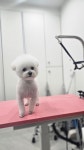 꿈나라아쿠아펫샵 | 애견나라