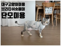야옹아놀자파주점 | 야옹아놀자 대구본점