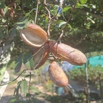 보고시포농원 | 디디기농원