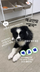 도그마캣망리단길점 | 도그앤조이