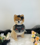 퍼피스랜드지점 | 퍼피스