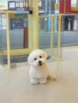 퍼피스랜드지점 | 퍼피스