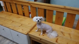 댕댕펫살롱