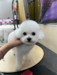 이향애견샬롱 | 댕블랑 애견미용 & 애견호텔