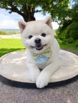 장보는강아지와고양이동 | 장보는 강아지와 고양이 용인포곡점