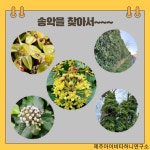 제주아이비타허니연구소