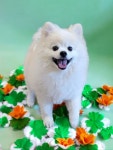 장보는강아지와고양이동 | 장보는 강아지와 고양이 용인포곡점