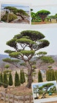 신부솔농원조경
