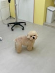 퍼피스랜드지점 | 퍼피스