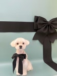 퍼피스랜드지점 | 퍼피스