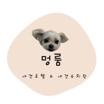 멍룸 애견호텔 , 애견유치원