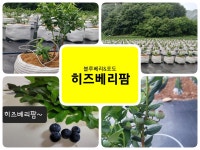 히즈베리팜