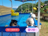 해피's데이애견펜션 | 경주애견펜션 해피데이해피독