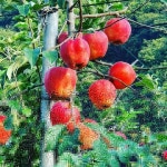 소양강사과착한농원 | 소양강황금사과농원