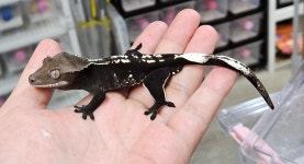 크레상점crestore | 크레상점