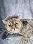 페르시안켓아동동지점 | 페르시안캣 대전점