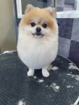 안중동물병원미용실 | 안중펫살롱