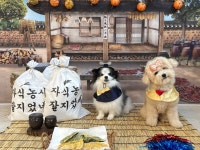 퍼피스랜드지점 | 퍼피스