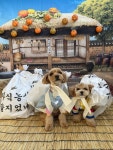 퍼피스랜드지점 | 퍼피스