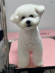 퍼스트독&캣