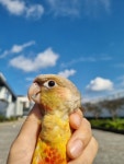 리프패럿다산앵무새체험관 | 리프패럿 다산신도시점