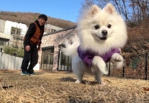 도그온잇 반려견유치원 교육 독피트니스