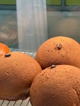 브론즈 맥파이(Bronze Magpie) | 브론즈 맥파이