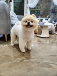 몽몽미뇽