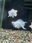 더블루