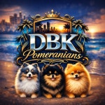 포메라니안켄넬DBK댕복궁 | 포메라니안켄넬 DBK