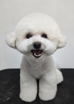 태우애견빌고시텔 | 콩자반하숙집 애견미용,애견호텔