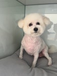 태우애견빌고시텔 | 콩자반하숙집 애견미용,애견호텔
