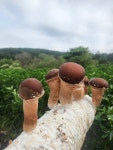 천등산참송이버섯농장