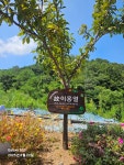 토탈싸인미도