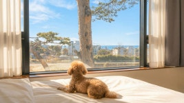 강릉블루앤펫애견동번펜션 | 강릉 댕댕이 애견 펜션 블루