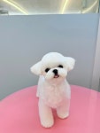 꿈나라아쿠아펫샵 | 강아지나라
