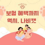 나비캣고양이분양남양주점 | 의정부고양이분양 나비캣