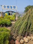 대구건어물;대구종묘농원 | 수원종묘농원