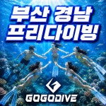 프리다이빙스쿠버다이빙강습 | 프리다이빙 스쿠버다이빙강습 고고다이브 부산지점