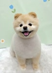 광명PRECEPT펫마루 | 펫마루