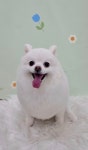 광명PRECEPT펫마루 | 펫마루