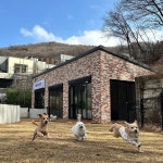 도그온잇 반려견유치원 교육 독피트니스