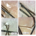 금빛스켈프